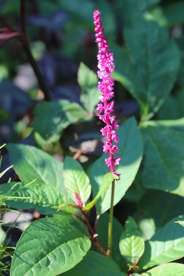 Phytolacca icosandra 'Laka Boom' (Kermesbeere)