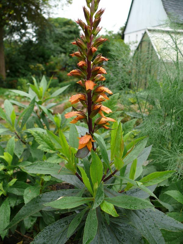 Isoplexis isabelliana (Kanarischer Fingerhut)