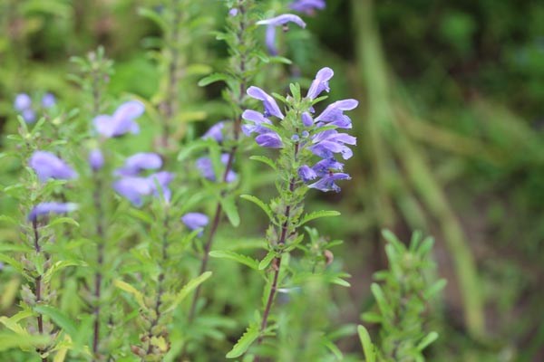 Dracocephalum moldavica (Türkischer Drachenkopf)