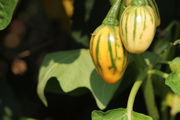 Solanum aethiopicum (Aubergine, 'Striped Toga')