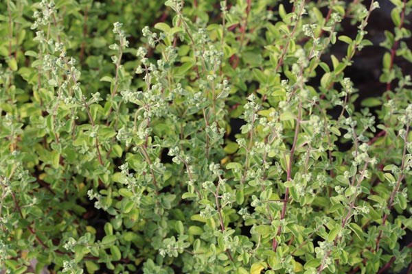 Origanum majorana (Echter Majoran)