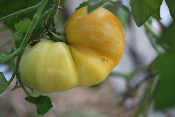 Solanum lycopersicum (Tomate, 'Kosula')