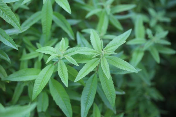 Aloysia triphylla 'Orange' (Orangenverbene)