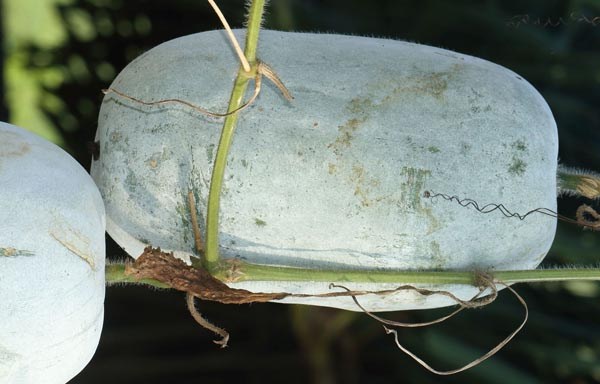 Benincasa hispida (Wachskürbis, Wintermelone)