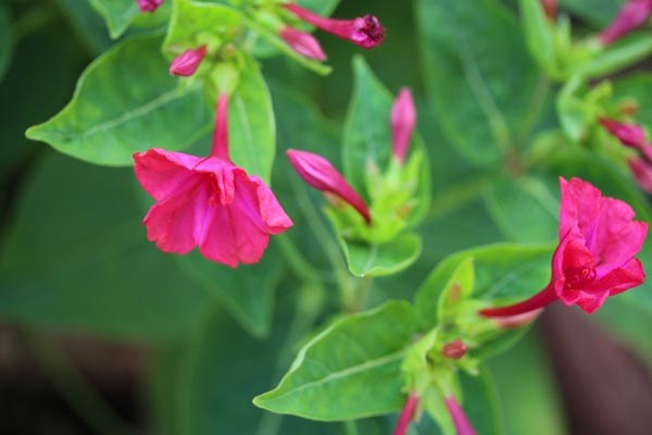 Mirabilis jalapa (Wunderblume)
