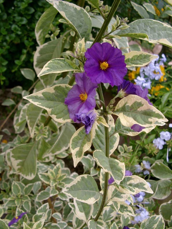 Solanum rantonnetii 'Variegatum' (Panaschierter Enzianstrauch)