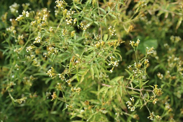 Tagetes minuta (Tagetes, Gewürz-, 'Huacatay')