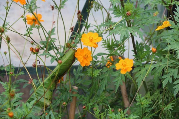 Cosmos sulphureus (Kenikir)