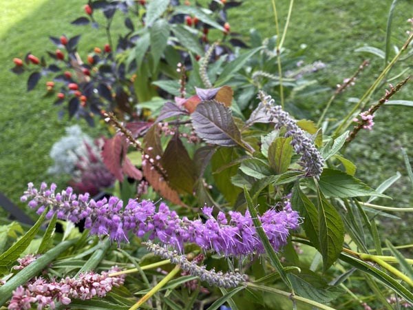 Elsholtzia stauntonii (Chinesischer Gewürzstrauch)