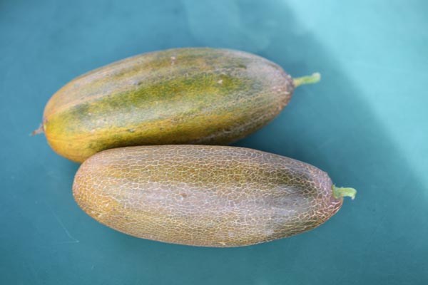 Cucumis sativus (Gurke, 'Alte Deutsche')