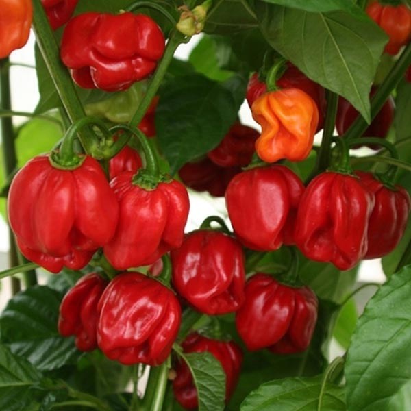 Capsicum chinense (Chili, 'NuMex Suave Red')