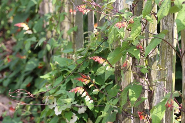 Mina lobata, Quamoclit lobata (Sternwinde)