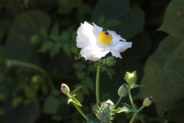 Argemone platyceras (Breithorniger Stachelmohn)
