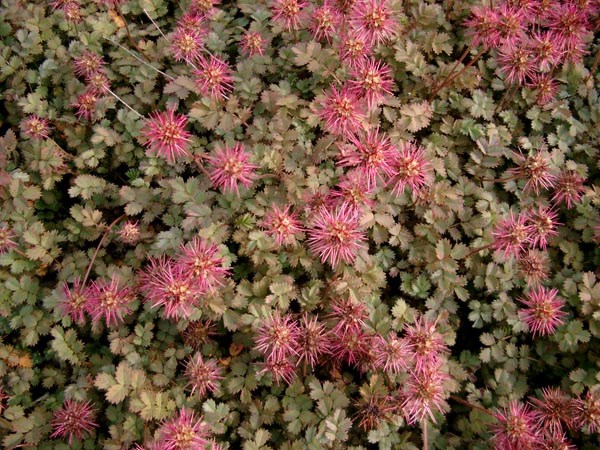Acaena microphylla 'Kupferteppich' (Braunrotes Stachelnüsschen)