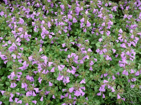Acinos alpinus (Alpen-Steinquendel)