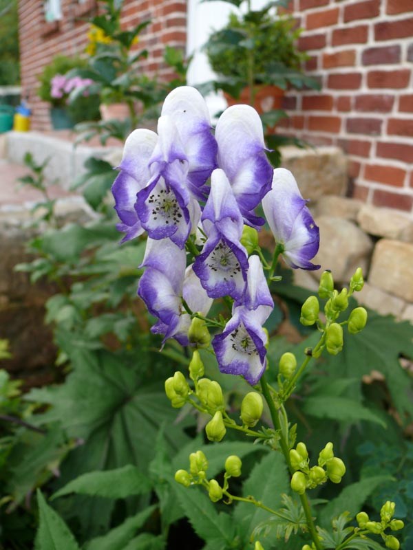 Aconitum x cammarum 'Bicolor' (Weiß-Blauer Eisenhut)