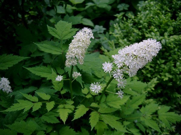 Actaea pachypoda (Christophskraut)