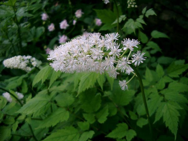 Actaea pachypoda (Christophskraut)