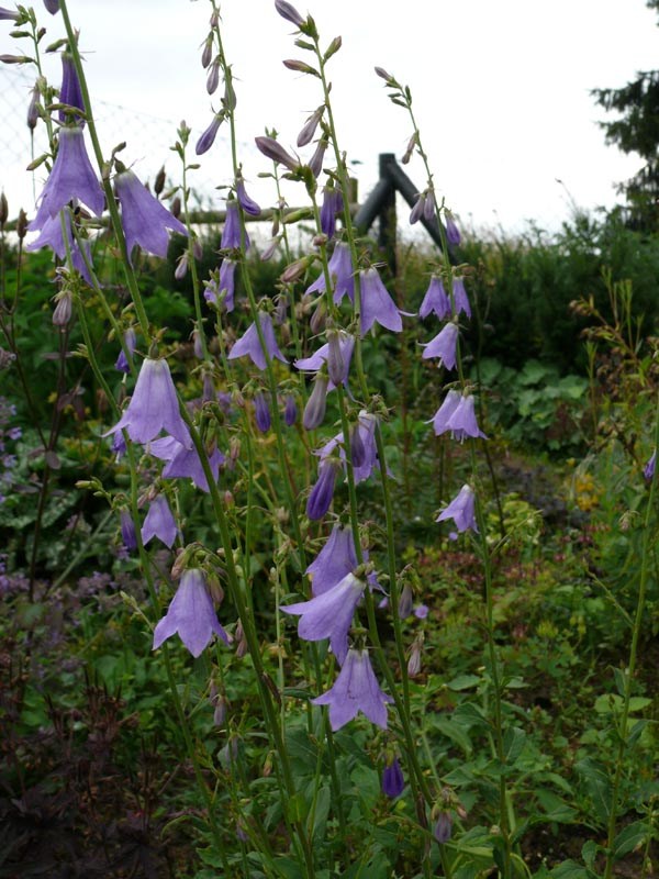 Adenophora liliifolia (Schellenblume)