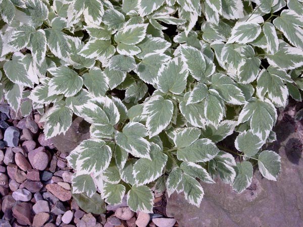 Aegopodium podagravia 'Variegatum’ (Panaschierter Giersch)