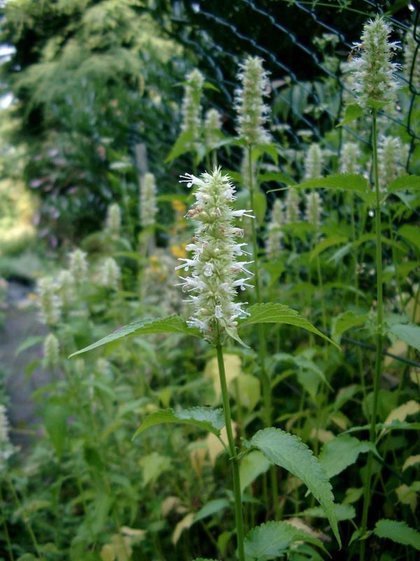 Agastache rugosa 'Alba' (Weiße Nesselminze)