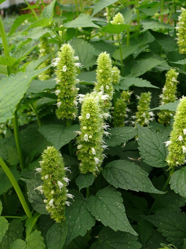 Agastache rugosa 'Alba' (Weiße Nesselminze)