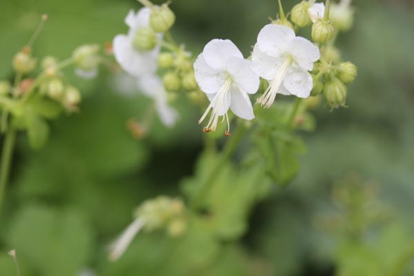 Geranium macrorrhizum 'White Ness' (Garten-Storchschnabel)