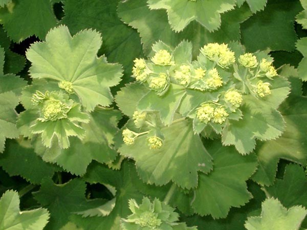 Alchemilla mollis (Großblättriger Frauenmantel)