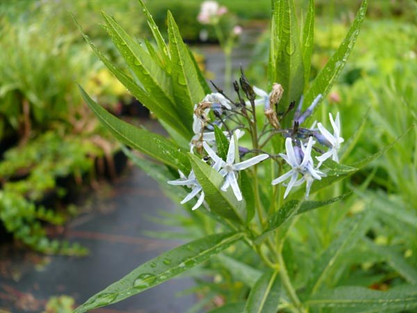 Amsonia tabernaemontana (Amsonie)