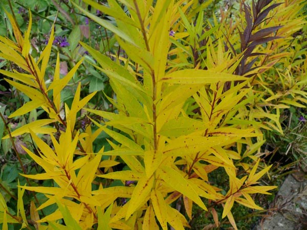 Amsonia tabernaemontana (Amsonie)