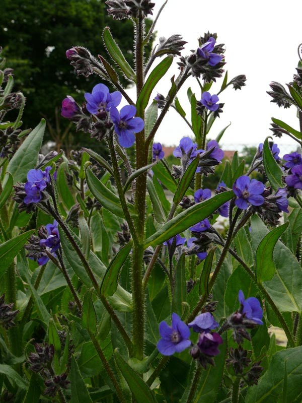 Anchusa azurea (Große Ochsenzunge)