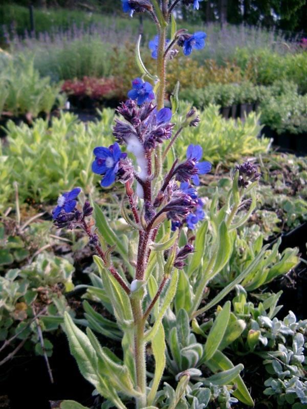 Anchusa azurea (Große Ochsenzunge)