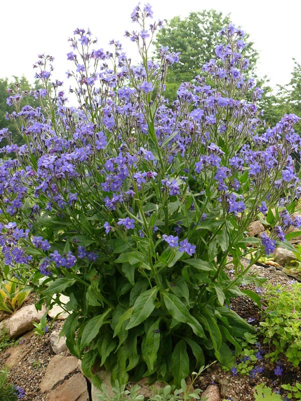 Anchusa azurea (Große Ochsenzunge)