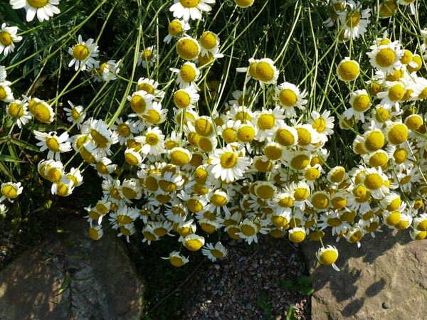 Anthemis tinctoria 'Sauce Hollondaise' (Färberkamille)