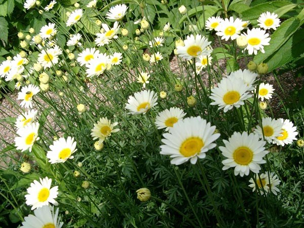 Anthemis tinctoria 'Sauce Hollondaise' (Färberkamille)
