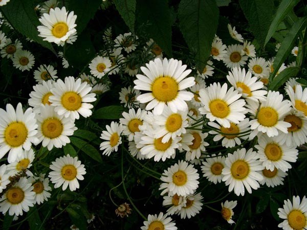 Anthemis tinctoria 'Sauce Hollondaise' (Färberkamille)