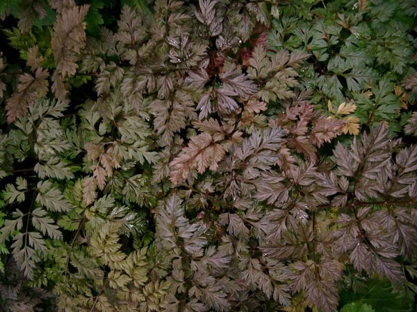 Anthriscus sylvestris 'Ravenswing' (Rotblättriger Wiesenkerbel)