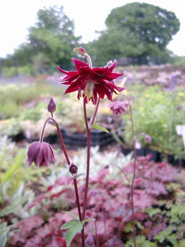 Aquilegia vulgaris 'Ruby Port' (Gefüllte Akelei)