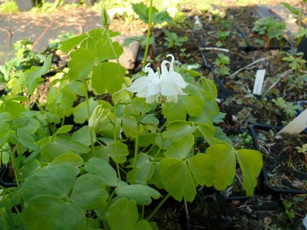 Aquilegia vulgaris 'Mellow Yellow' (Gelbblättrige Akelei)
