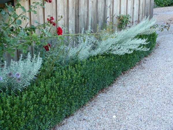 Artemisia ludoviciana 'Silver Queen’ (Graulaubiger Beifuß)