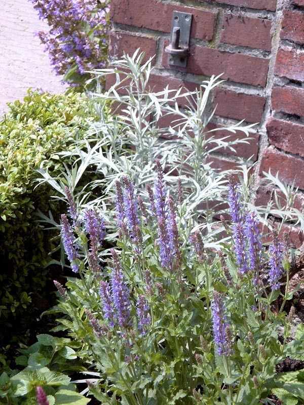 Artemisia ludoviciana 'Silver Queen’ (Graulaubiger Beifuß)