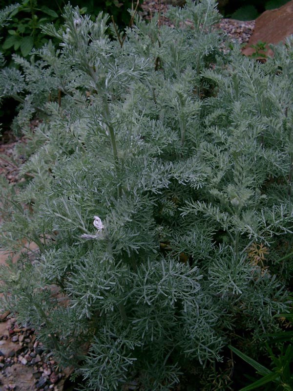 Artemisia santonica (Duftraute)
