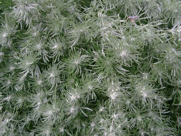 Artemisia schmidtiana 'Nana' (Zwerg-Silber-Raute)