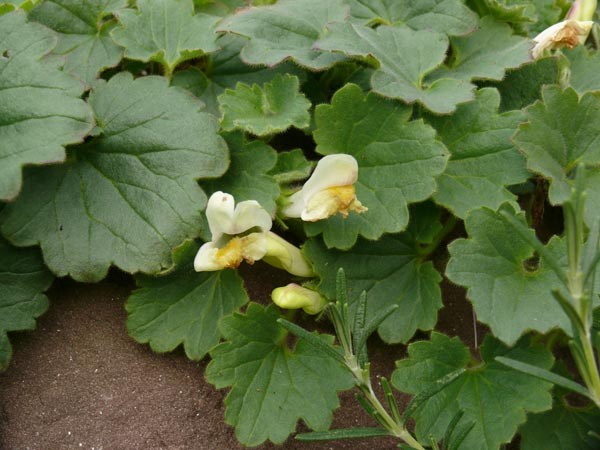 Asarina procumbens (Antirrhinum asarina) (Schein-Löwenmäulchen)