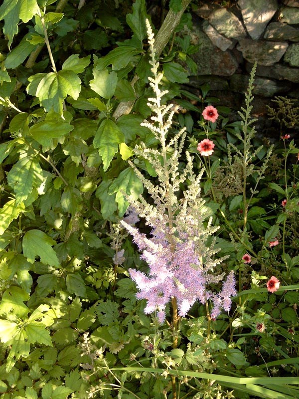 Astilbe x arendsii 'Cattleya' (Beet-Pracht-Spiere)
