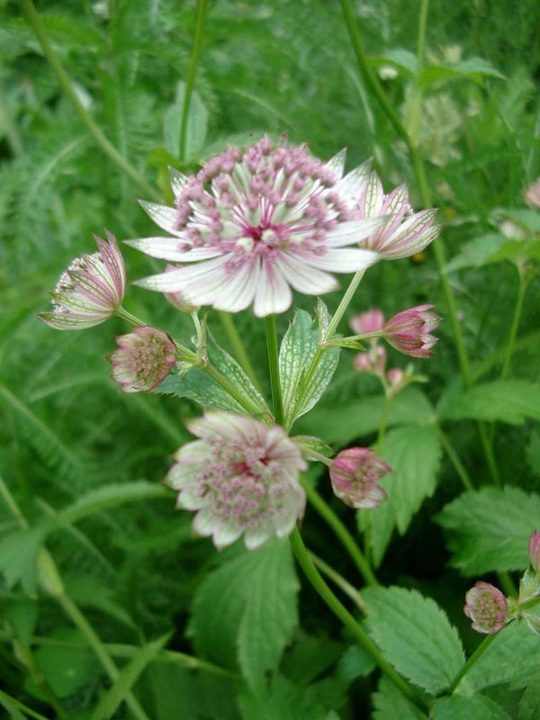Astrantia major (Große Sterndolde)
