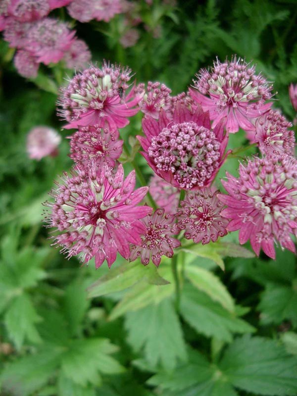 Astrantia major 'Rosensinfonie' (Große Sterndolde)