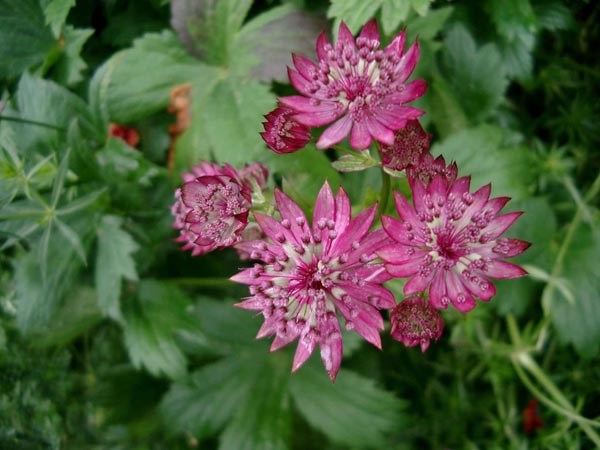 Astrantia major 'Rosensinfonie' (Große Sterndolde)