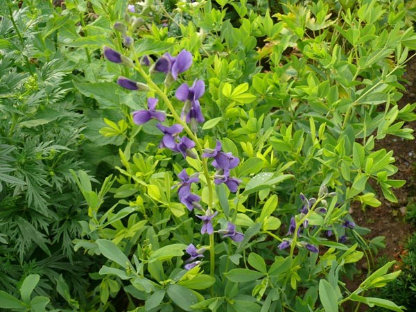 Baptisia australis (Blaue Färberhülse)