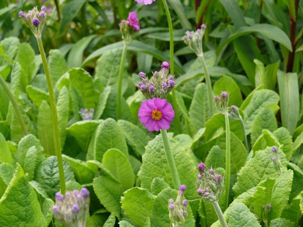 Primula beesiana (Etagen-Primel)